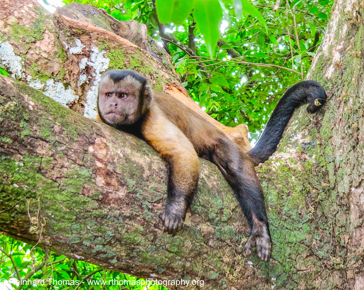 Capuchin  monkey by Reinhard Thomas ©
